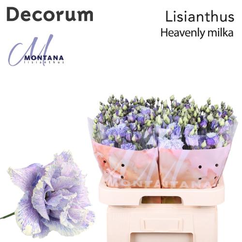 Eustoma russellianum gevuldbloemig overig