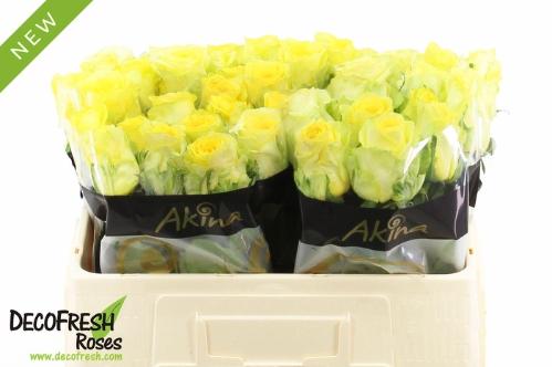 Rosa grootbloemig overig