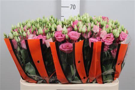 Eustoma russellianum gevuldbloemig 'Rosita Rose Pink'