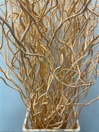 Salix kleurbehandeld H%