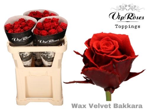 Rosa grootbloemig gewaxt H%