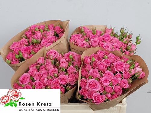 Rosa tros Pink Dimension