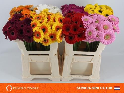 Gerbera mini gemengd