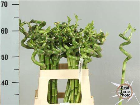 Dracaena sanderiana Lucky Bamboo