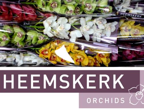 Cymbidium grootbloemig per tak gemengd