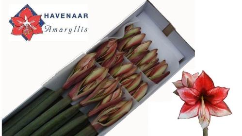 Hippeastrum Diamond Grp 'Charisma'