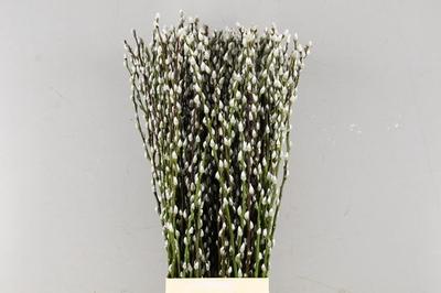 Salix Wilgenkatjes