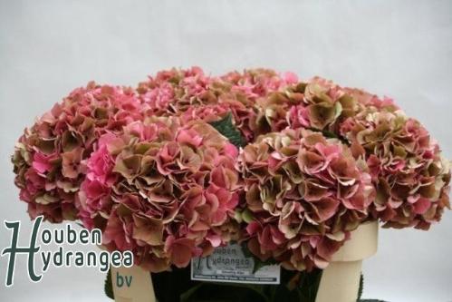 Hydrangea macrophylla Glowing Alps (classic)