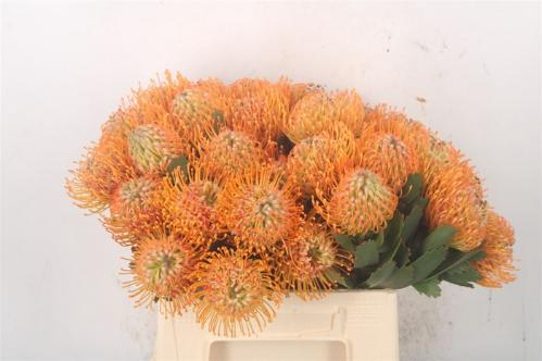 Leucospermum 'Soleil'