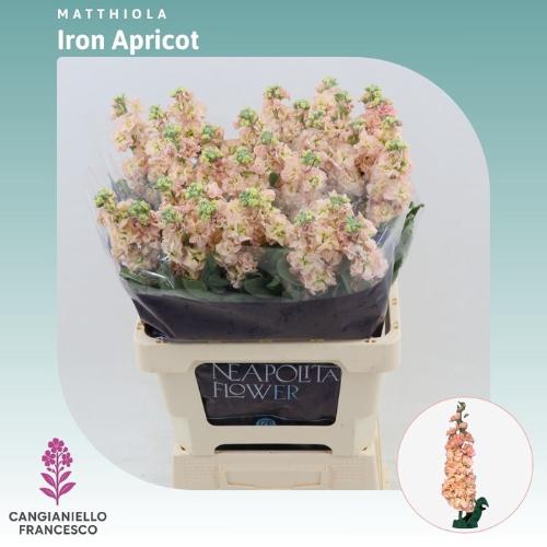 Matthiola incana 'Iron Apricot'