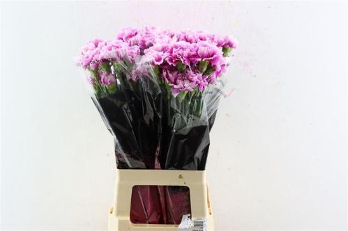 Dianthus standaard 'Momentum'