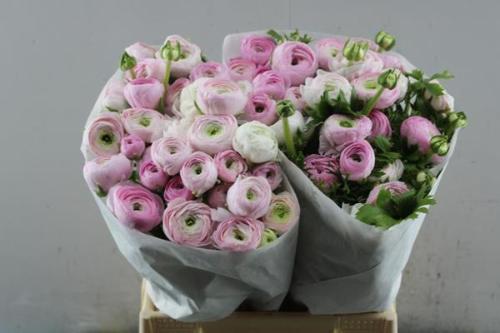 Ranunculus asiaticus Success 416PIN