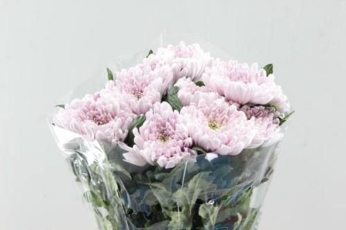 Chrysanthemum Indicum Grp geplozen kas Rossano