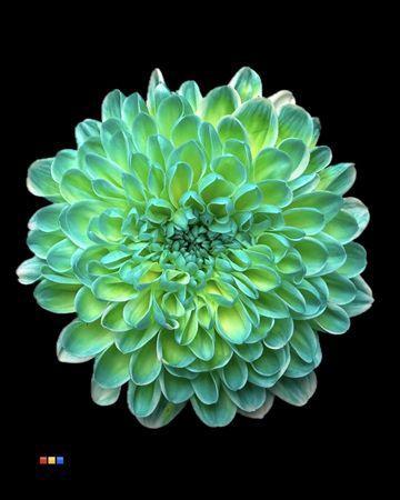 Chrysanthemum Indicum Grp tros kas kleurbehandeld H%