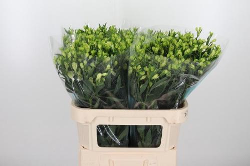 Alstroemeria White Pearls