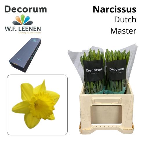 Narcissus Trompet Grp met blad 'Dutch Master'