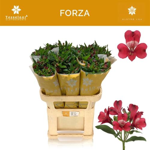 Alstroemeria Forza
