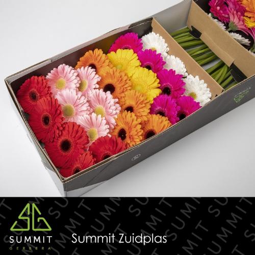 Gerbera grootbloemig gemengd diagonaal