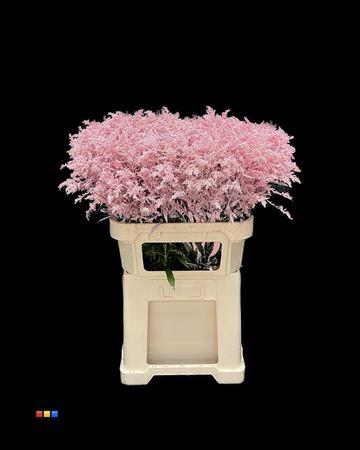 Solidago kleurbehandeld H%
