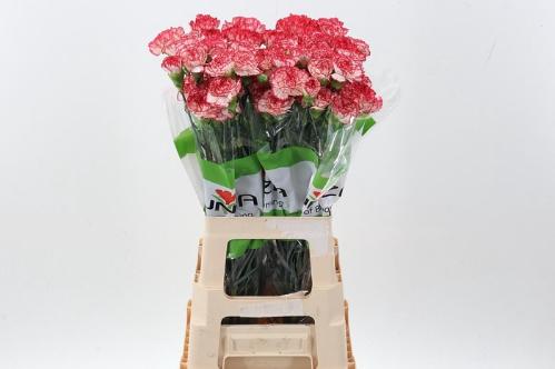 Dianthus standaard overig