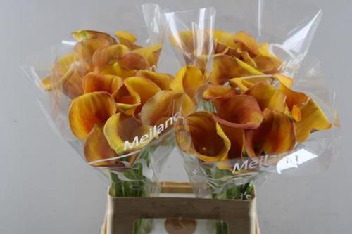 Zantedeschia 'Carvello'