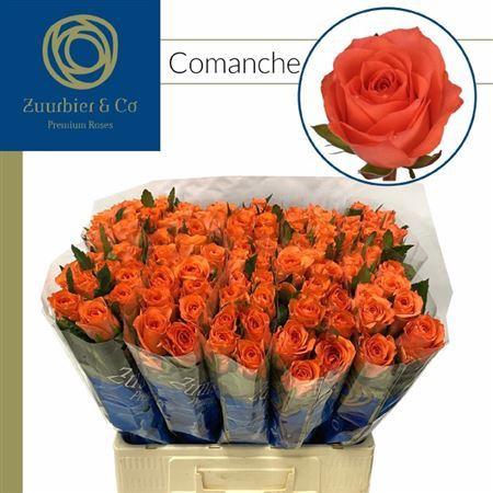 Rosa grootbloemig Comanche