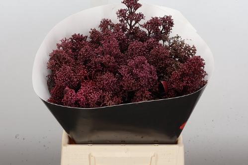 Skimmia per bos overig kleurbehandeld H%