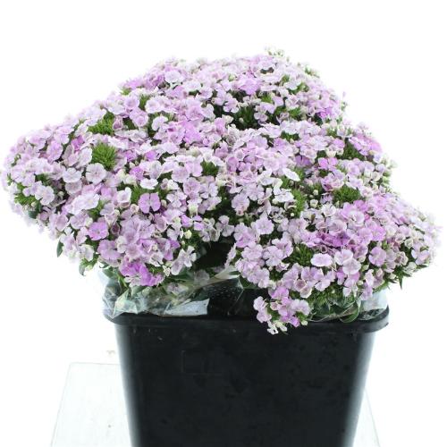 Dianthus barbatus Amazon Lavender Magic