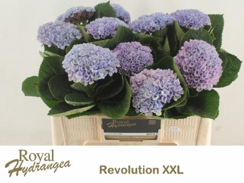 Hydrangea macrophylla Magical Revolution Xxl