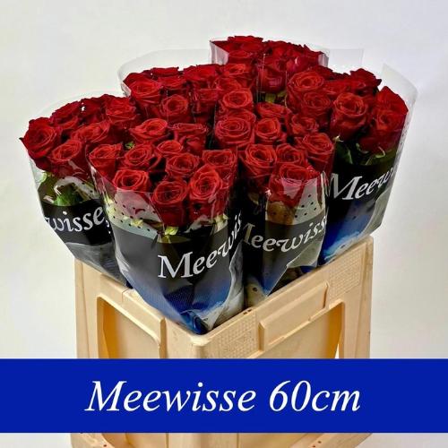 Rosa grootbloemig Red Naomi!