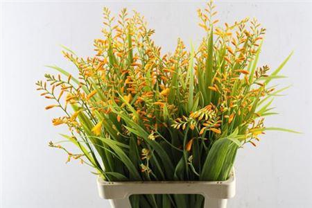 Crocosmia 'George Davison'