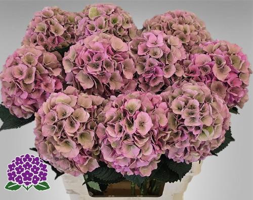 Hydrangea macrophylla Royal Palace (classic)