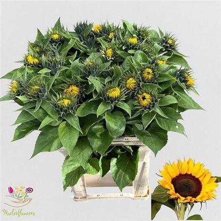 Helianthus annuus 'Sunrich Orange'