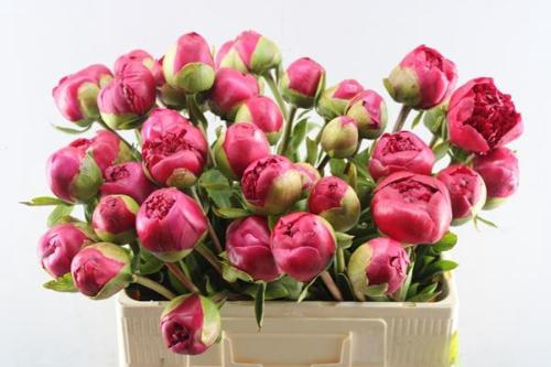 Paeonia Lactiflora Grp 'Command Performance'