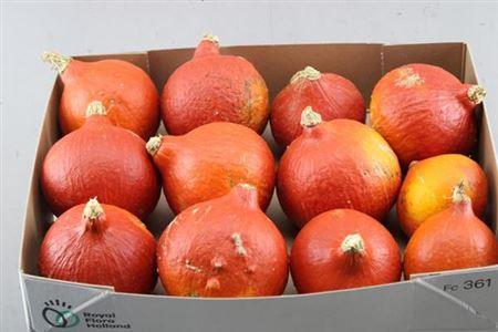 Cucurbita