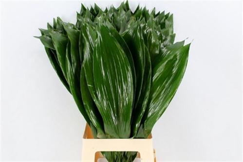 Aspidistra elatior overig