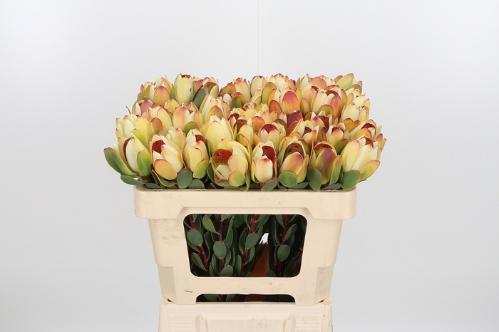 Leucadendron discolor 'Pom-pom'