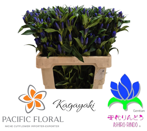 Gentiana 'Kagayaki'