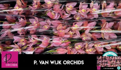 Cymbidium grootbloemig per tak 'Salm Delight'