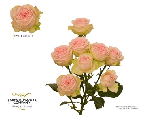 Rosa tros Sweet Giselle!