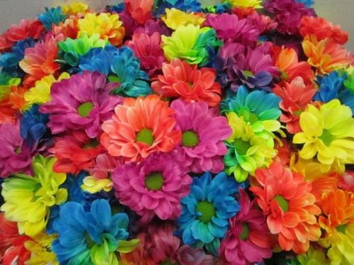 Chrysanthemum Indicum Grp tros kas kleurbehandeld H%