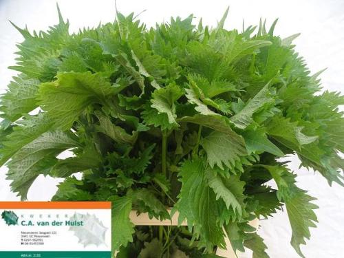 Perilla frutescens crispa