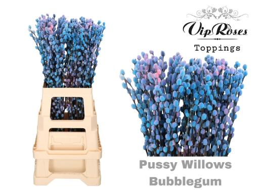 Salix kleurbehandeld H%