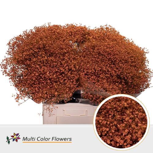 Gypsophila overig kleurbehandeld H%