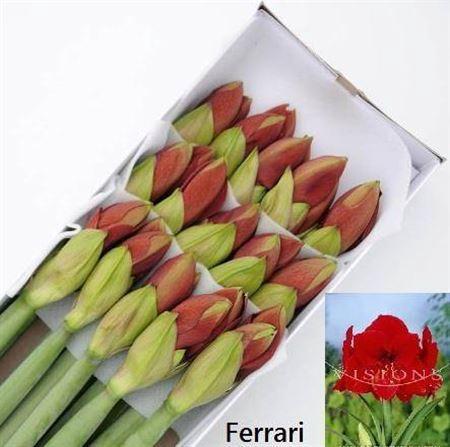 Hippeastrum Galaxy Grp 'Ferrari'