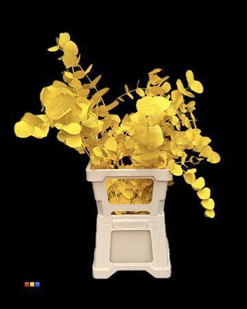 Eucalyptus cinerea kleurbehandeld per bos H%