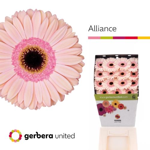 Gerbera grootbloemig 'Alliance'