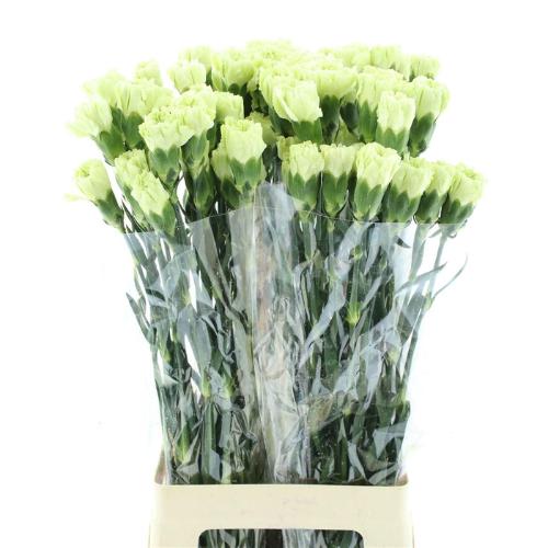 Dianthus standaard Green Shot