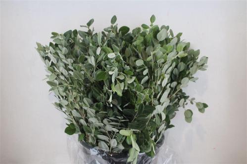 Pittosporum per bos