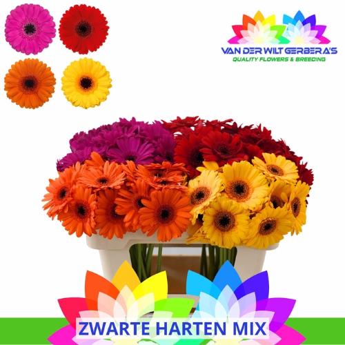 Gerbera mini gemengd
